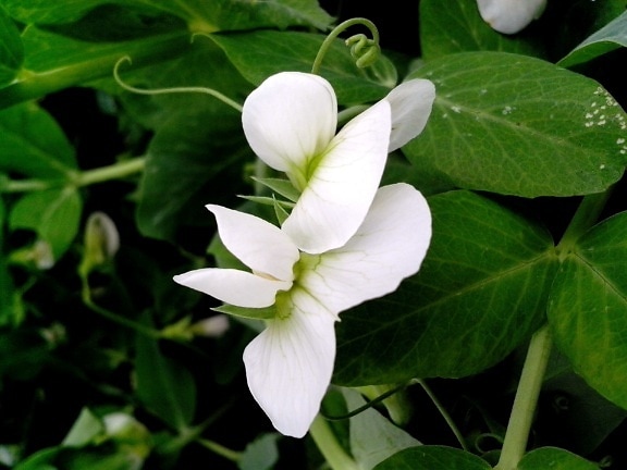 de près, fleur blanche