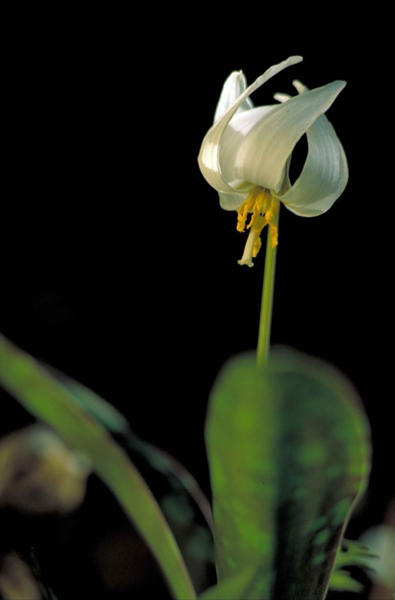 up-close, fehér, bólintott virág