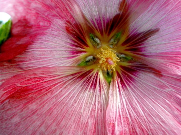 details, image, interior, pink flower