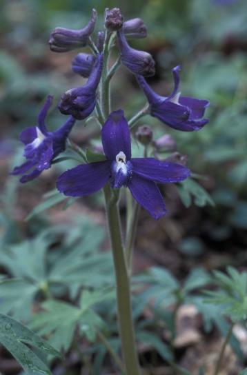 dwarf, larkspur, purple flower, delphinium, tricorne