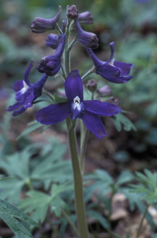 nano, speronella, fiore viola, Delphinium, Tricorne