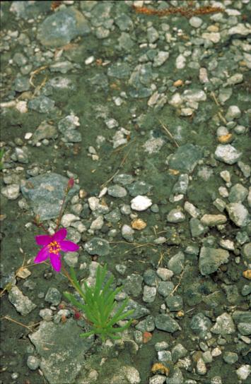 花、タリヌム tereotifolium、明るい紫色の花、石