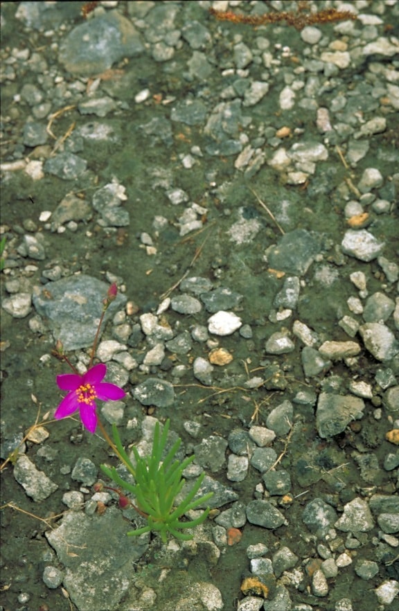 talinum tereotifolium, világos lila virág, virág, kövek