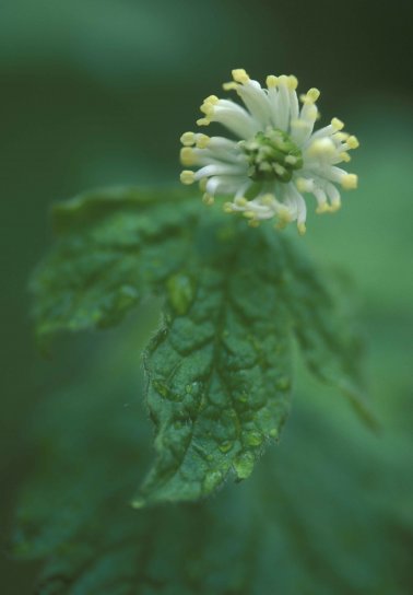 Goldenseal, biljka, hydrastis canadensis