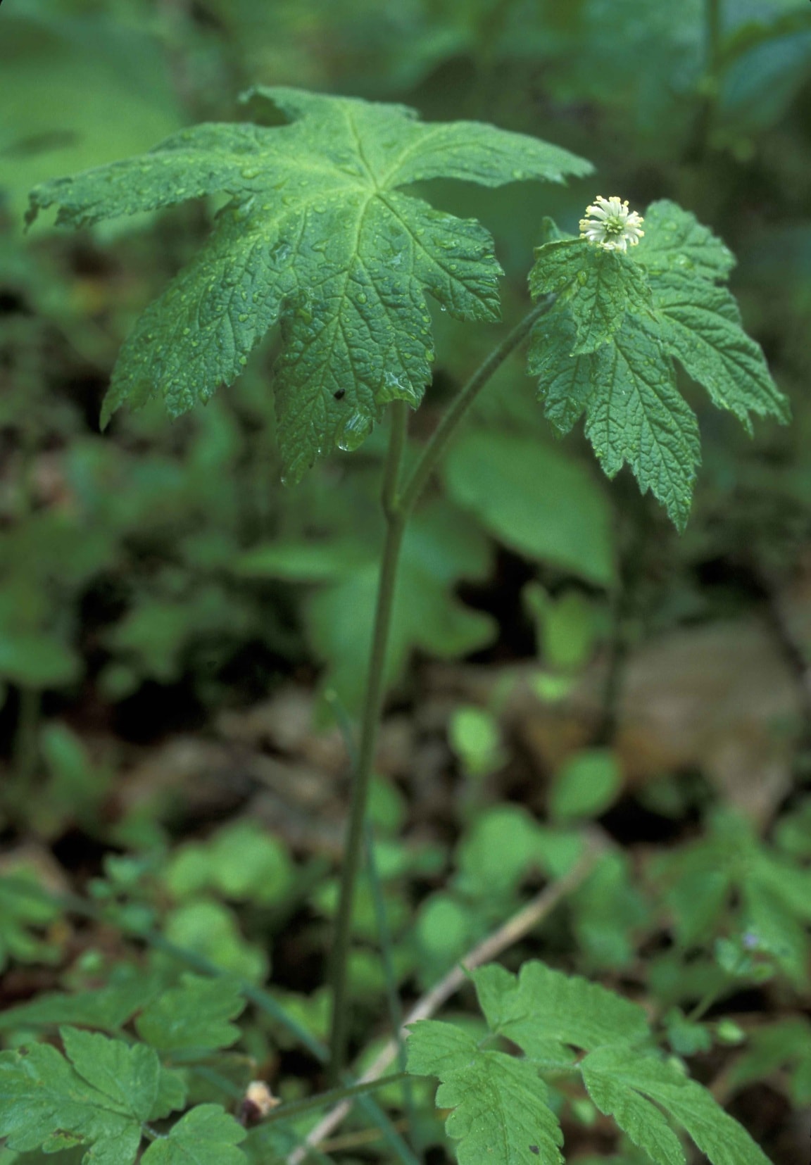 Free picture: goldenseal, plant, one, white flower, hydrastis, canadensis