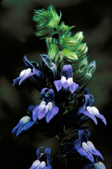 伟大, 蓝色, 半边, 植物, 花, 半边, siphilitica