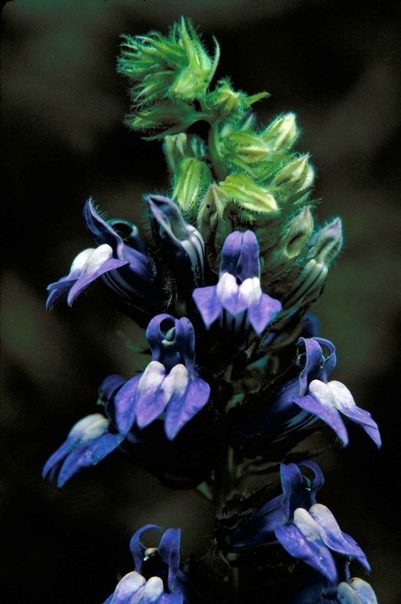 grande, azul, lobelia, planta, flor, lobelia, siphilitica