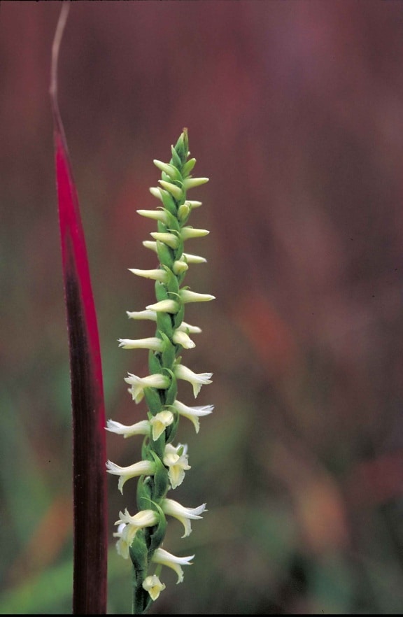groß, ebenen, Pflanze, Blume, Spiranthes magnicamporum