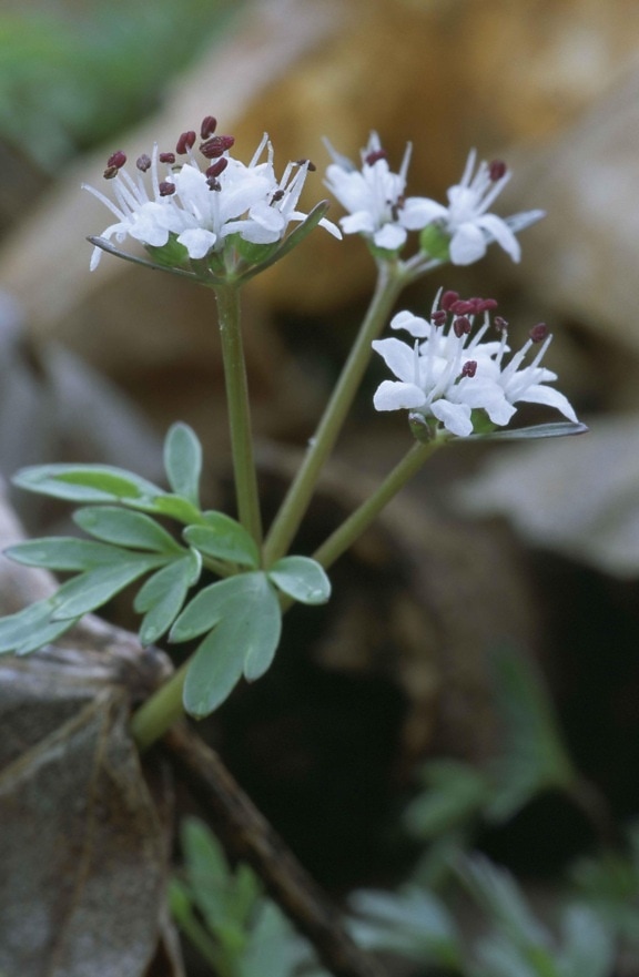predznak, proljeće, biljka, erigenia, biljka Billbergia pyramidalis