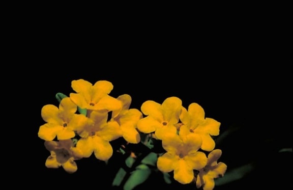 canoso, puccoon, amarillo, planta, floración, Lithospermum canescens,