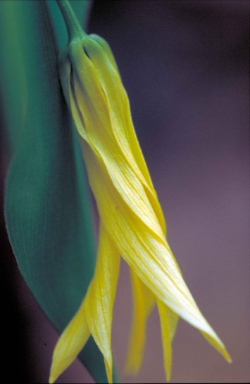 grande, florido, amarelo, bellwort, planta, flor, uvularia, grandiflora