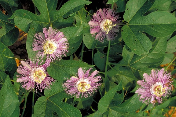 large, purple, passion, flower, yellow, white, center, passifloraceae
