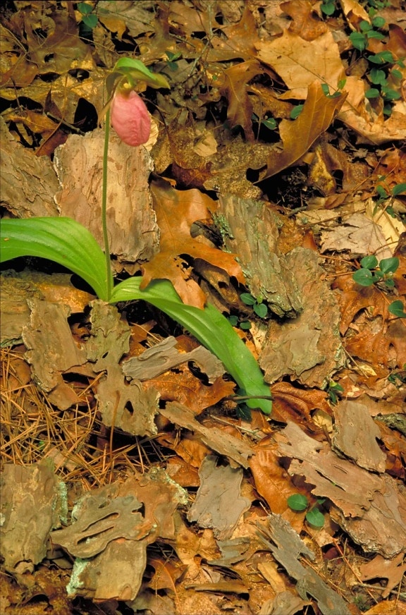 Moccasin, Hoa, cypripedium acaule