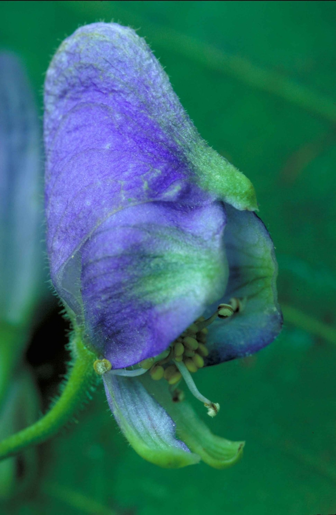 Аконит голубые башмачки. Aconitum delphinifolium. Цветок башмачок синий. Monkshood.