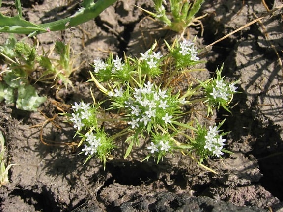 Navarretia, fossalis, verspreiding, navarretia, plant, witte bloemen