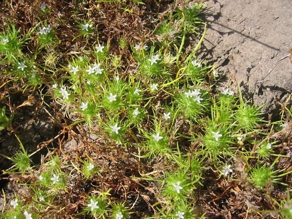 Navarretia, fossalis, verspreiding, navarretia, kleine, witte bloemen