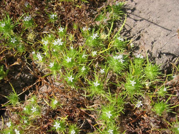 Navarretia, fossalis, espalhando-se, navarretia, flores brancas pequenas,