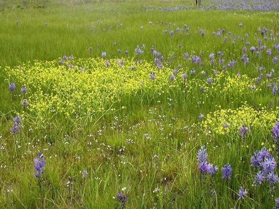 prairie, camas, buttercup, flowers, grass, field