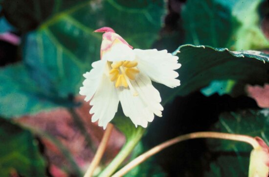 oconee-bells-plant-flower-550x361.jpg