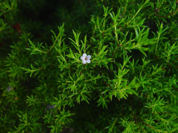 หนึ่ง เล็ก สีขาว ดอกไม้ป่า สีเขียว backgroound