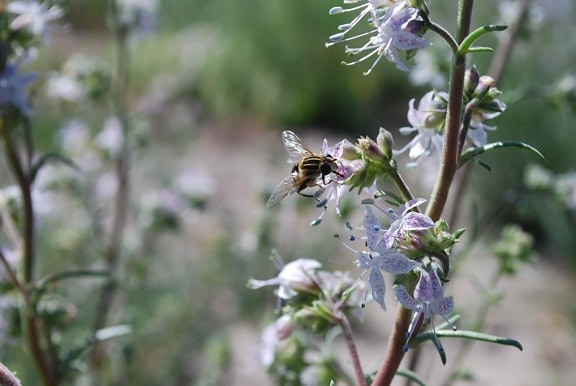Pagosa, monter en flèche, fleurs, abeille
