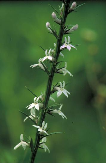 pale, spiked, lobelia, white flower, white, thorns, lobelia, spicata