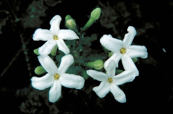 partridgeberry, WHTE (biały), kwiaty, mitchella repens