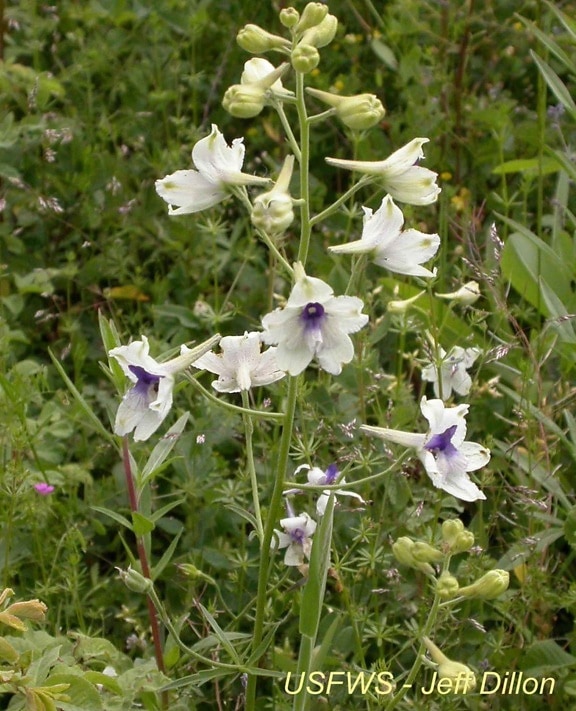 pavone, Larkspur, fiori bianchi