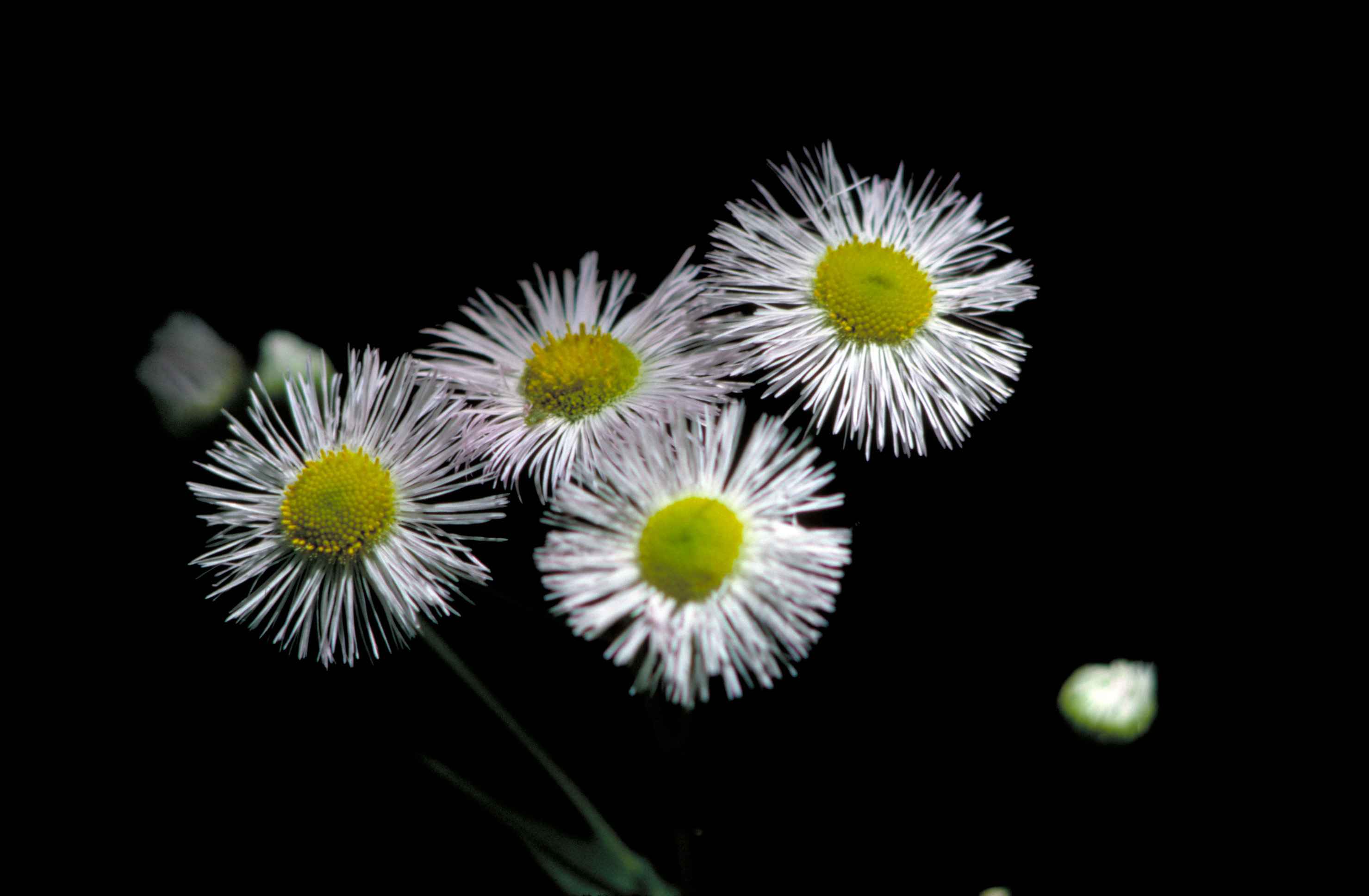 Image libre: philadelphia, vergerette, fleur blanche, jaune, centre,  erigeron, philadelphicus