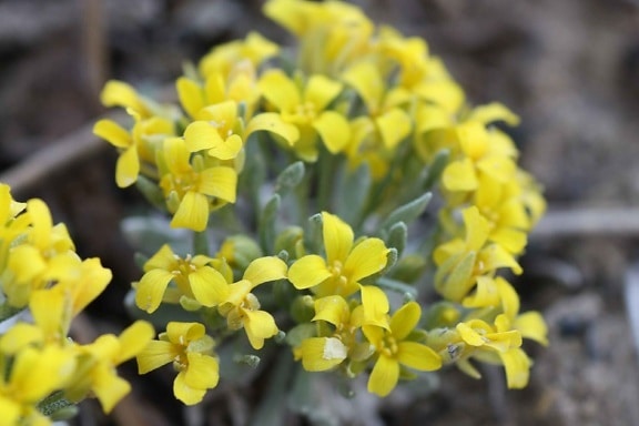 physaria, congesta, blomster, blomstrende