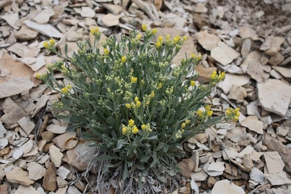 Physaria, obcordata, flora, twinpod, planta, flor