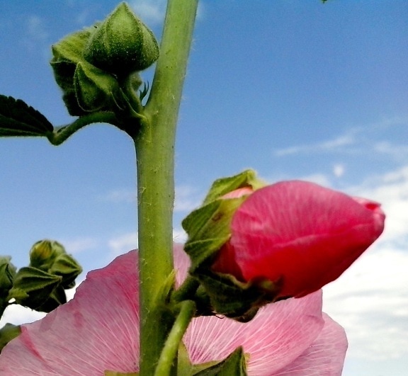 pink flower, bud, background, blue, sky