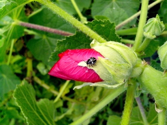 pink flower, bud, insect