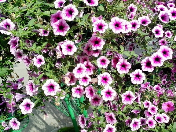ピンク、紫色の花、鉢植え