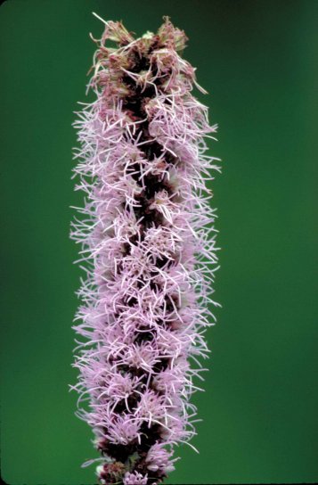 Прейри, blizingstar, расцветшего, розовый цветок, Лиатрис, pycnostrachya