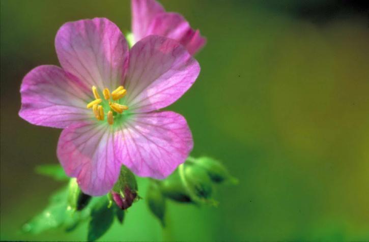 pěkná fialová, divoký, pelargónie, květina, květ, pelargónie, maculatum