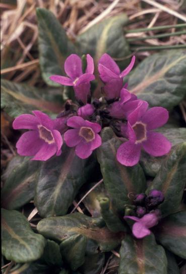 pribilof, польові квіти, primual, eximia, первоцвіт tschuktschorum