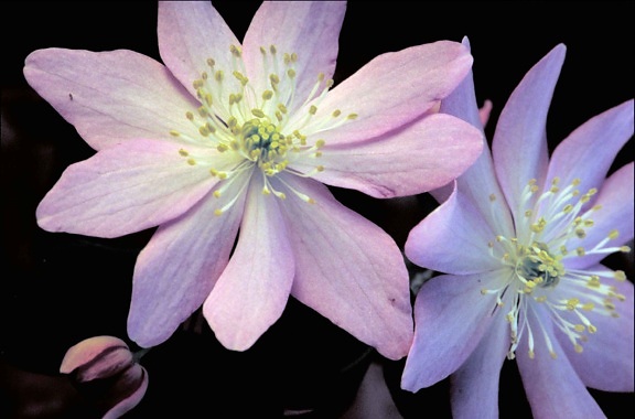 lilla, hvit blomst, gul, center, false, anemone, blomst