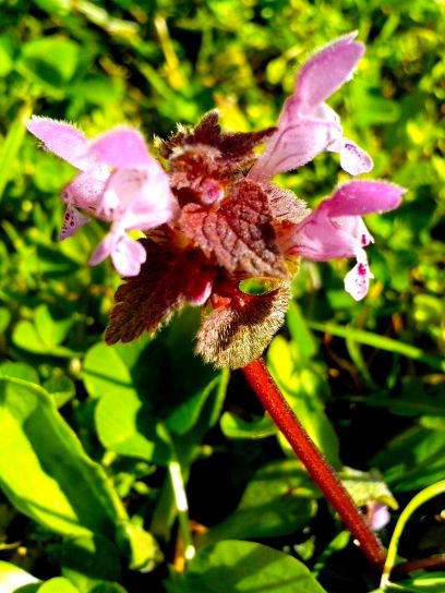 màu tím, nở, mật ong, wildness, Hoa