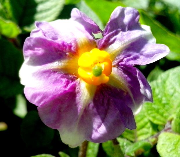 Lila blomma, potatis