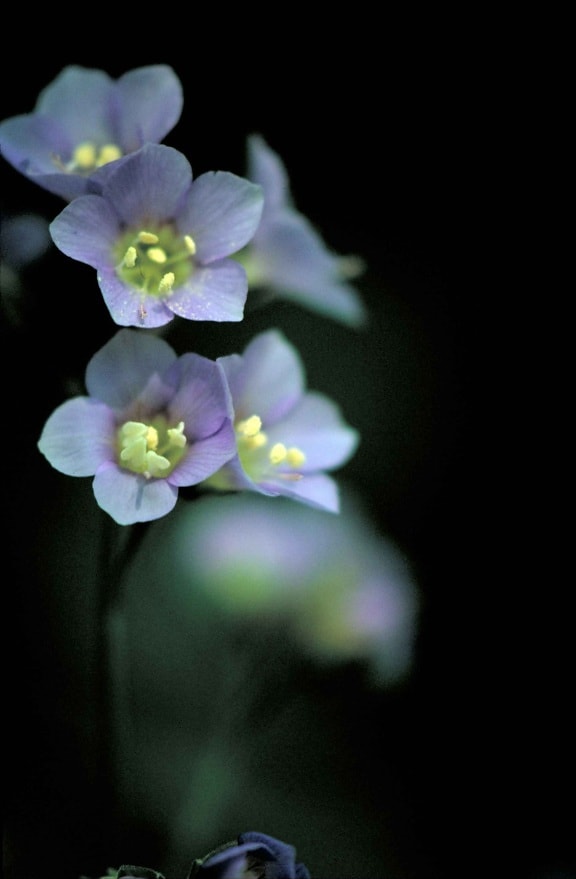 purple flowering, plant, jacob, ladder, polemonium, bruntiae