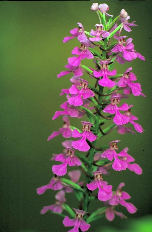 фиолетовый, fringeless, орхидеи, цветок, Поводник, peramoena