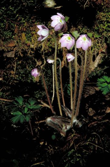 สีม่วง พืช ดอก hepatica อเมริกานา