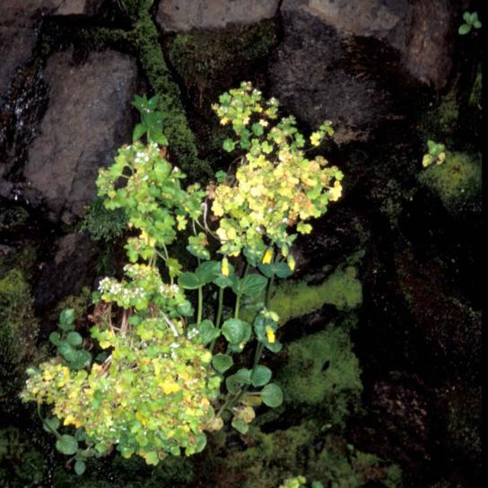 เกาะ ดอกไม้ป่า mimulas, rat หินจุดแดง saxifraga, bractiata