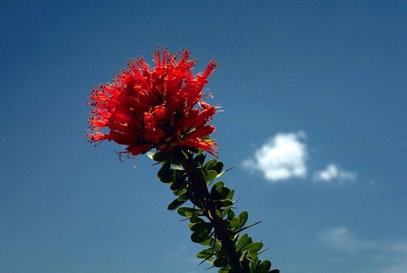 สีแดง ocotillo ดอกไม้