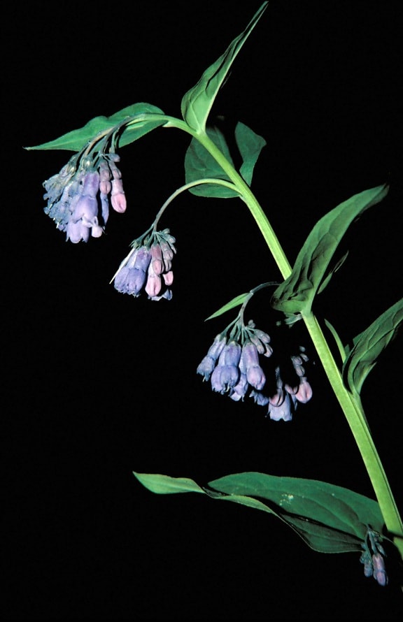 shot, blue, mountain, bluebells, flowers, hanging, stem, mertensia, ciliata