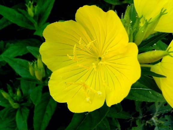 single, yellow flower, close