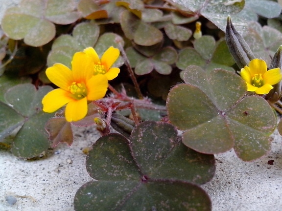 små, gule blomster