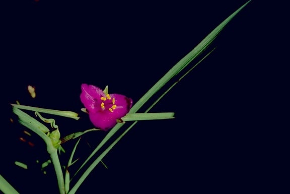 spiderwort, anlegg, tradescantia ohiensis, rød, lilla blomster