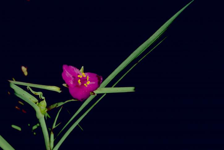 Spiderwort, roślina, tradescantia ohiensis, czerwony, fioletowy kwiat